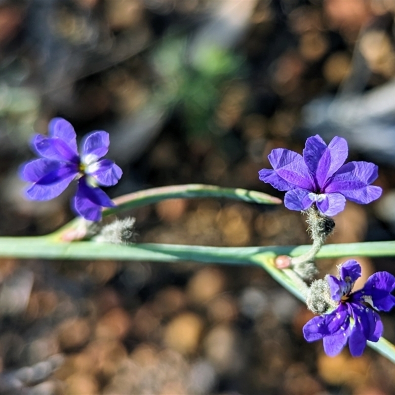 Dampiera obliqua