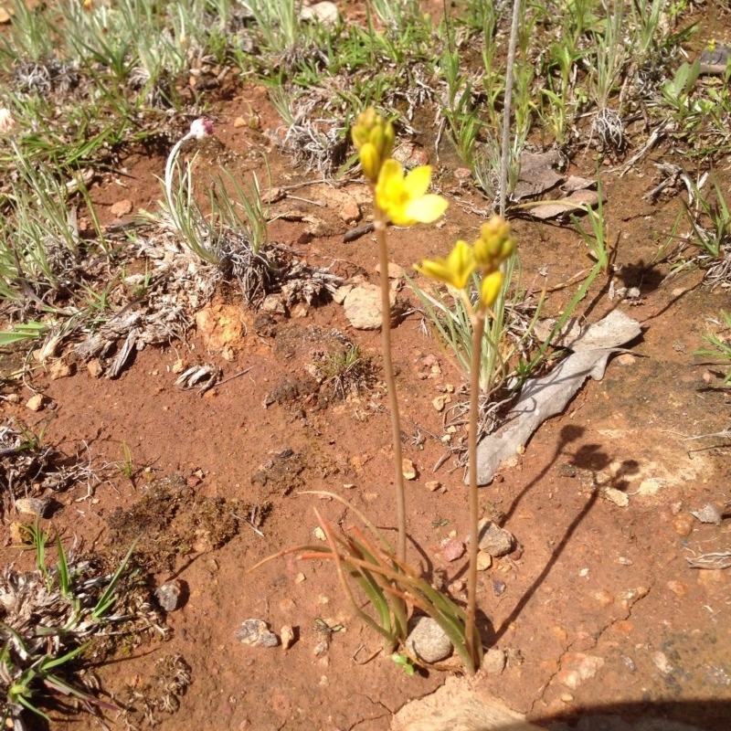 Bulbine sp.