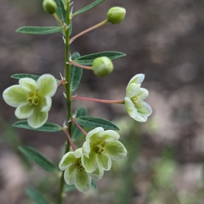 Phyllanthus calycinus