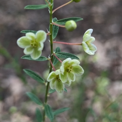 Phyllanthus calycinus