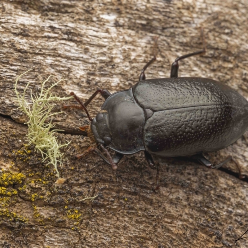 Phanechloros punctipennis