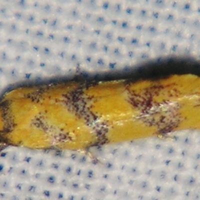 Psaroxantha calligenes