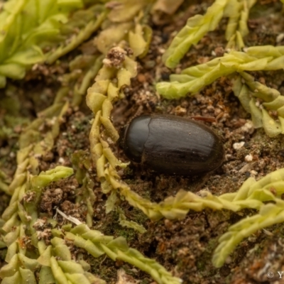 Archeocrypticidae sp. (family)