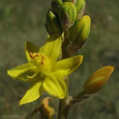 Bulbine sp. aff. glauca