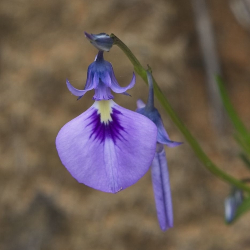 Pigea calycina