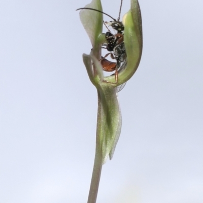 Neozeleboria cryptoides