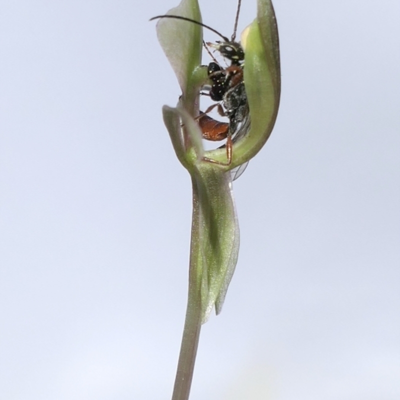 Neozeleboria cryptoides