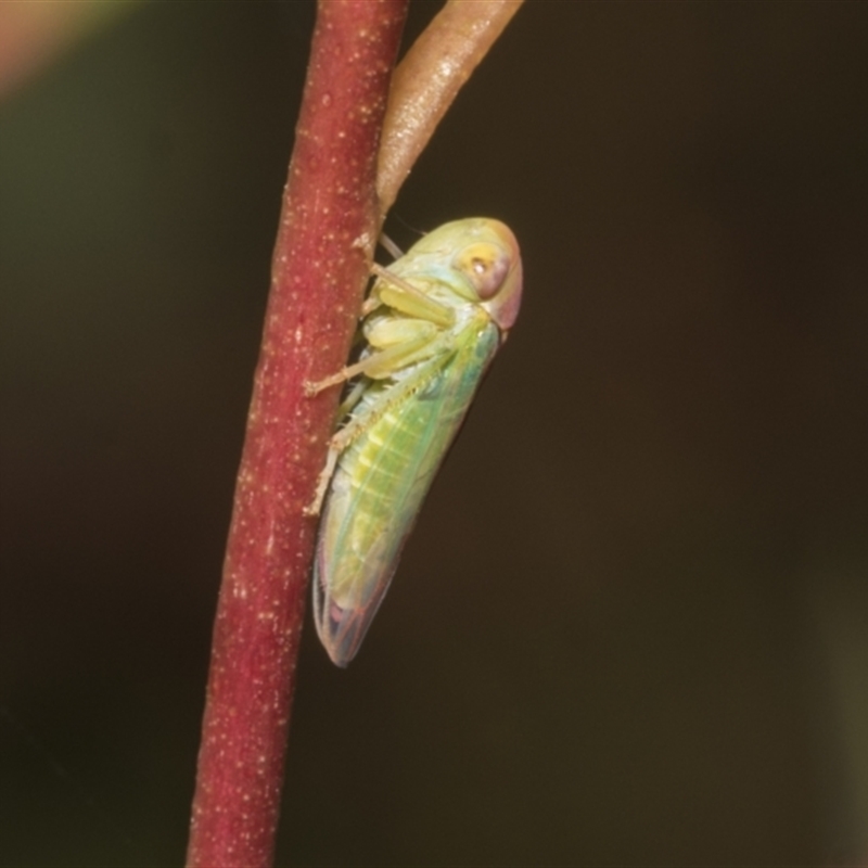 Rosopaella lopada