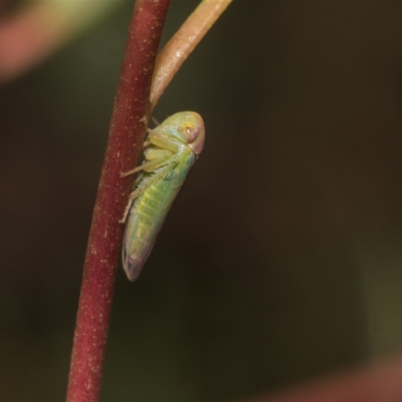 Rosopaella lopada