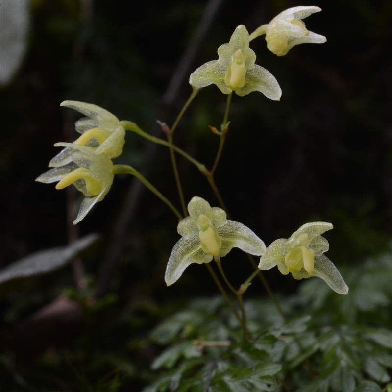 Bulbophyllum exiguum