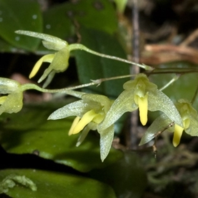 Bulbophyllum exiguum