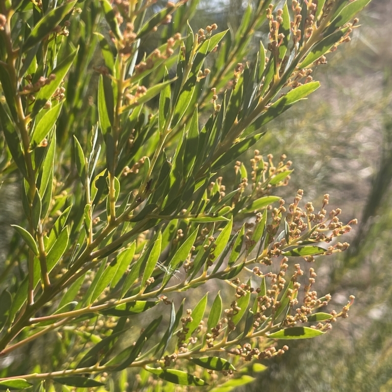 Acacia bormannii X pravissima (hybrid)