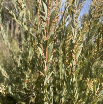 Acacia bormannii X pravissima (hybrid)