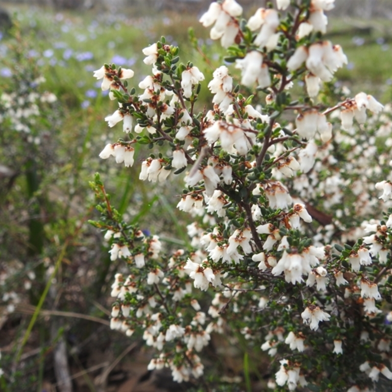 Cryptandra arbutiflora