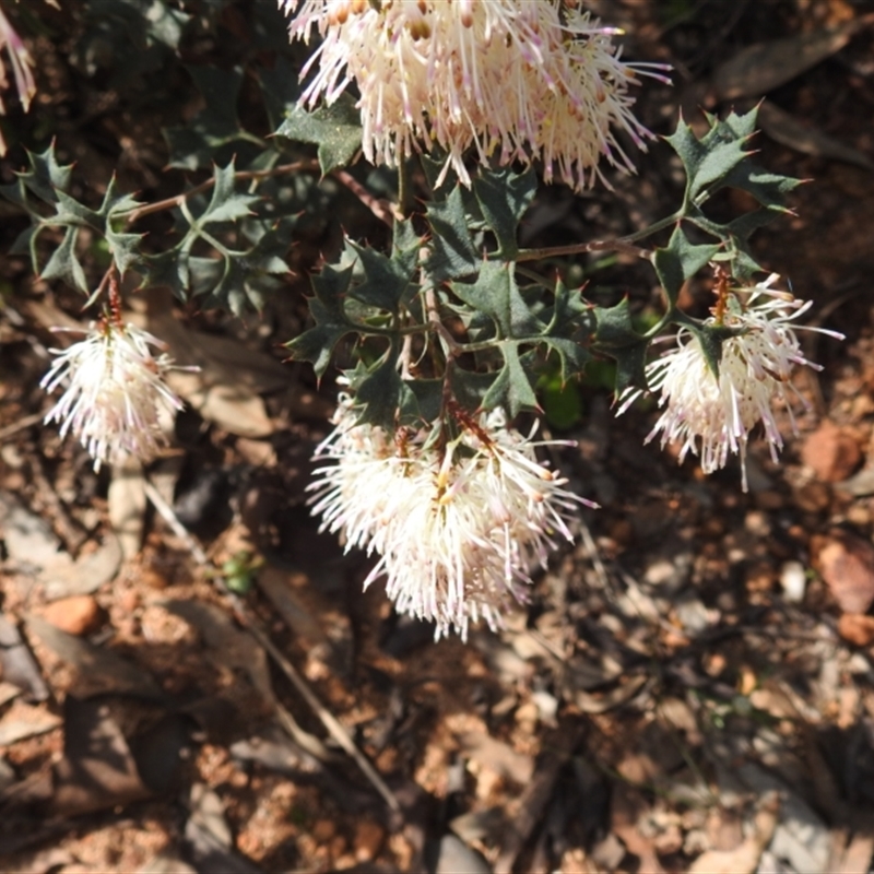 Grevillea tenuiflora