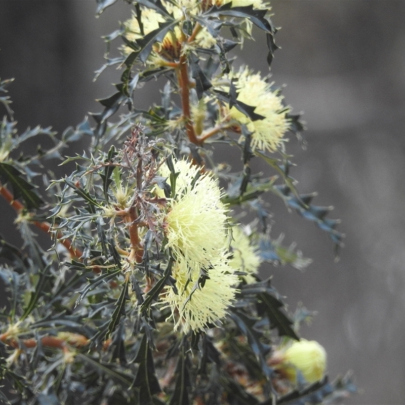 Banksia squarrosa