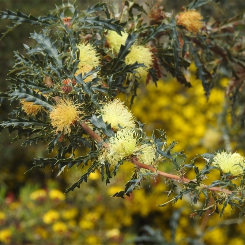 Banksia squarrosa