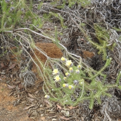 Petrophile ericifolia