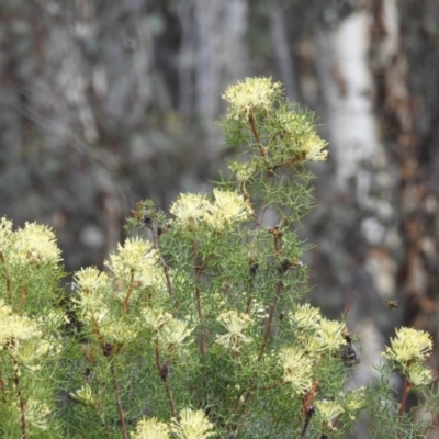 Petrophile divaricata