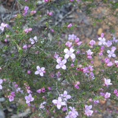 Boronia capitata