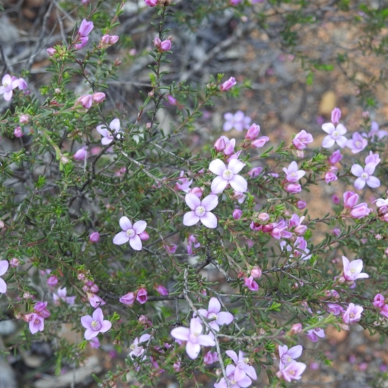 Boronia capitata