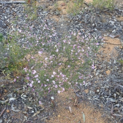 Boronia capitata