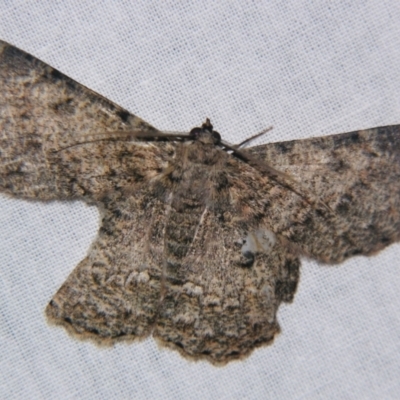 Hypodoxa erebusata