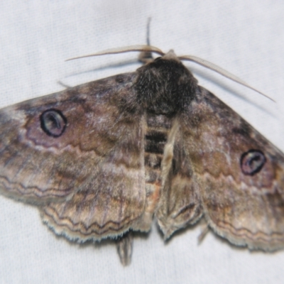 Underside