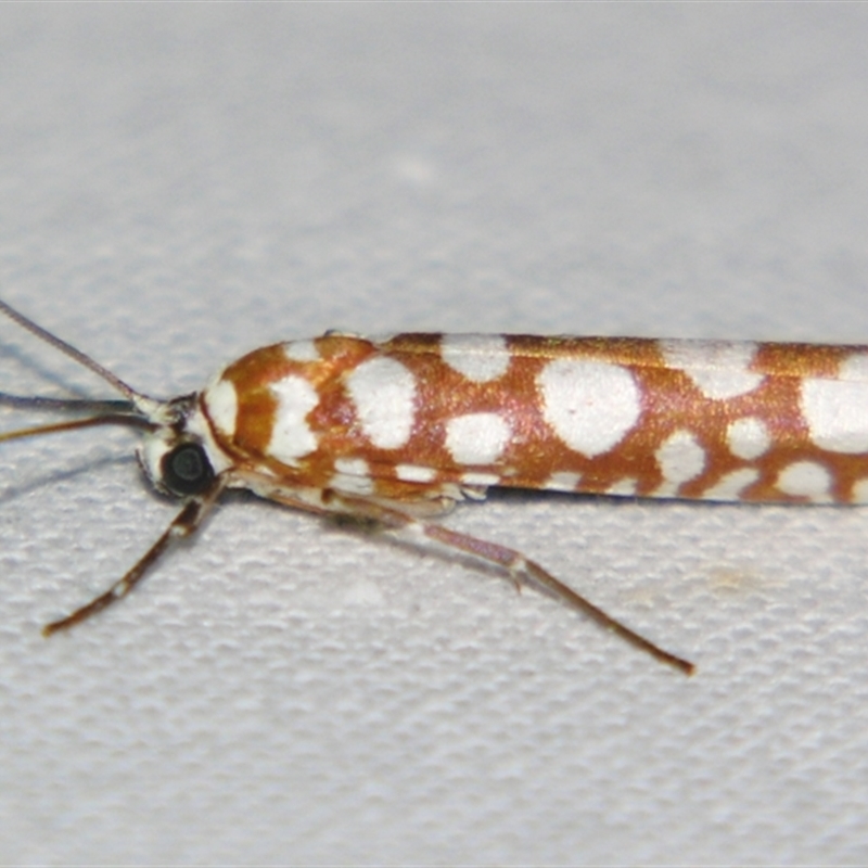 Atteva niphocosma