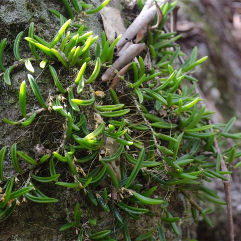 Bulbophyllum shepherdii