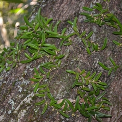 Bulbophyllum shepherdii