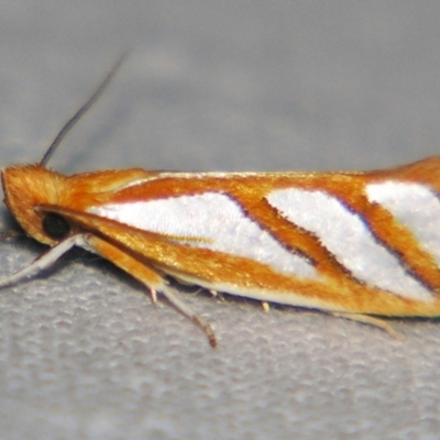 Thudaca obliquella