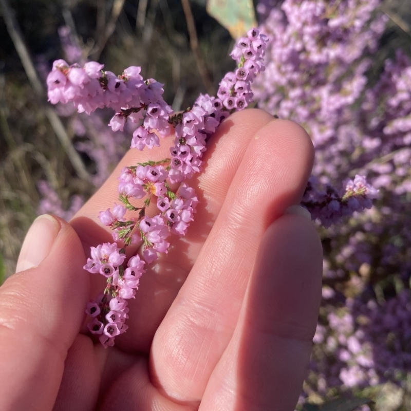 Erica quadrangularis