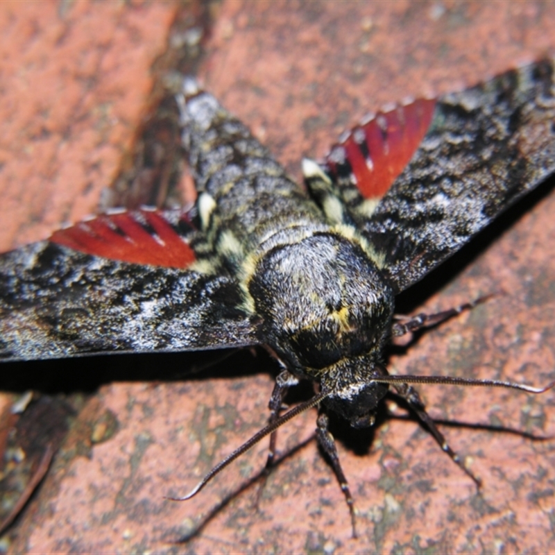 Tetrachroa edwardsi (