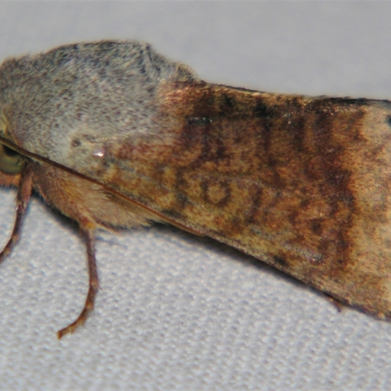 Helicoverpa prepodes