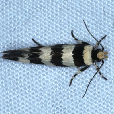 Macrobathra platychroa