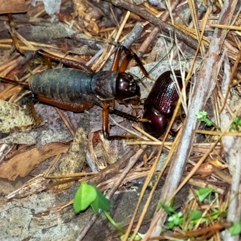 Stenopelmatidae sp. (family)