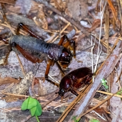 Stenopelmatidae sp. (family)