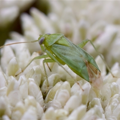 Taylorilygus apicalis