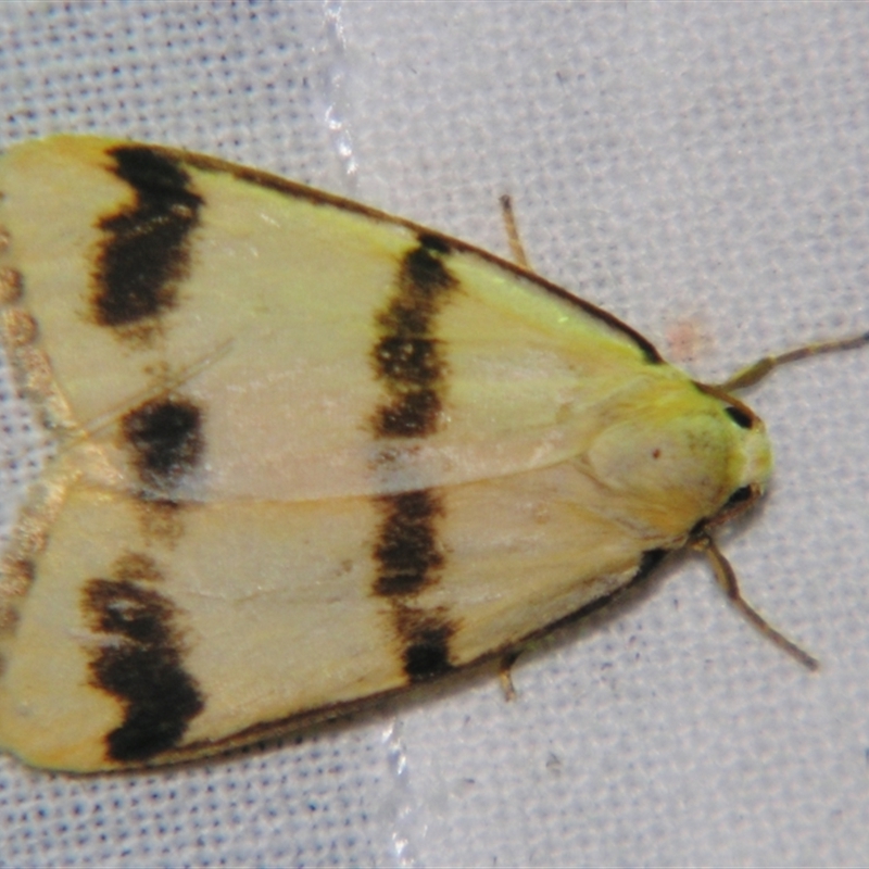 Termessa orthocrossa