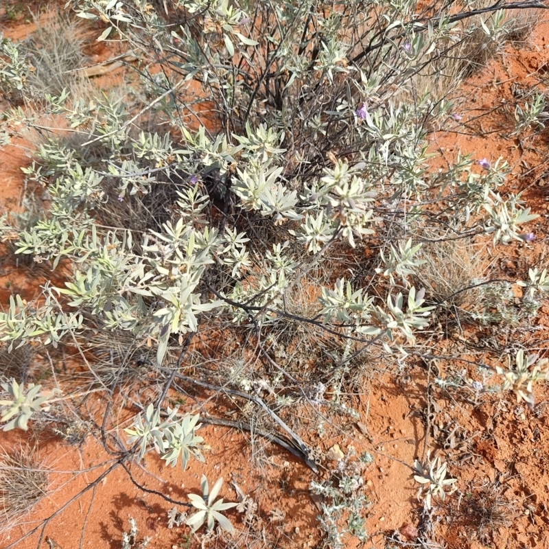 Eremophila bowmanii subsp. bowmanii