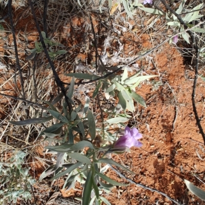 Eremophila bowmanii subsp. bowmanii