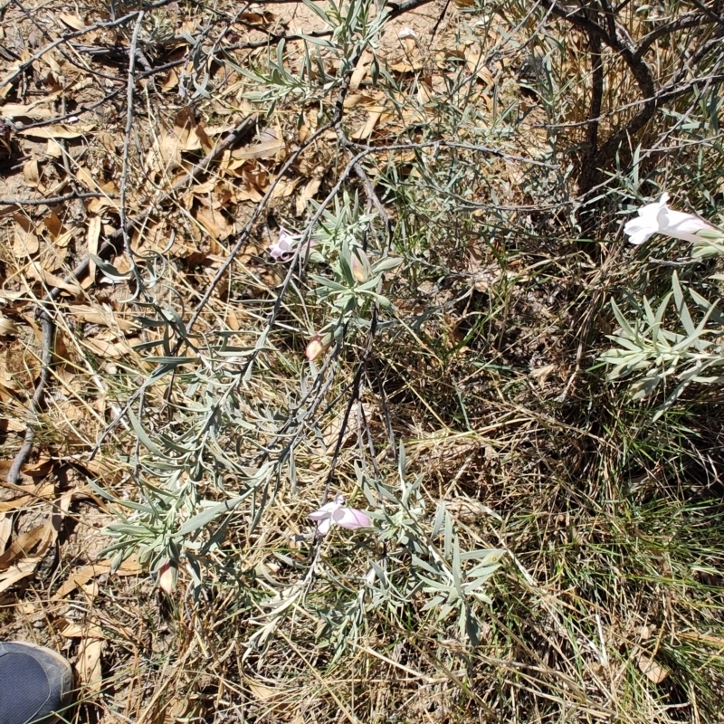 Eremophila bowmanii subsp. latifolia