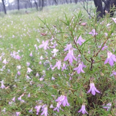 Eremophila goodwinii subsp. goodwinii