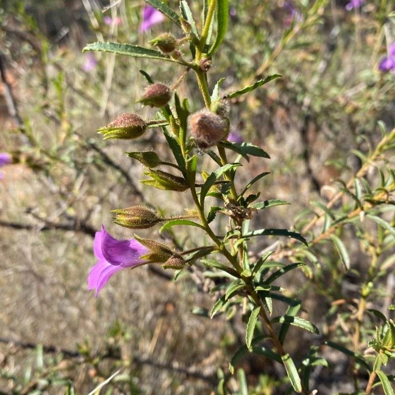 Eremophila goodwinii subsp. goodwinii