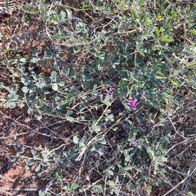 Kennedia prorepens