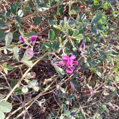 Kennedia prorepens