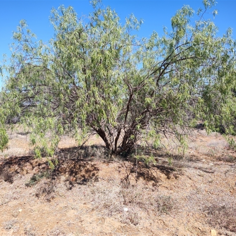 Eremophila bignoniiflora