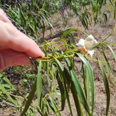 Eremophila bignoniiflora