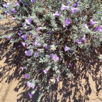 Eremophila cordatisepala